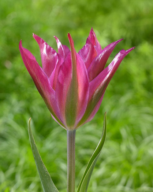 Purple Tulip Varieties 14