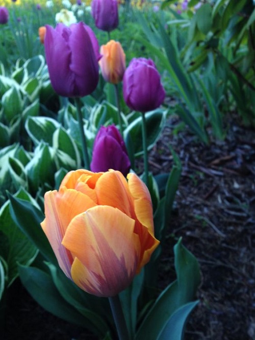 11 Mesmerizing Purple and Yellow Tulips 1