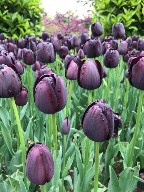 Purple Tulip Varieties 1