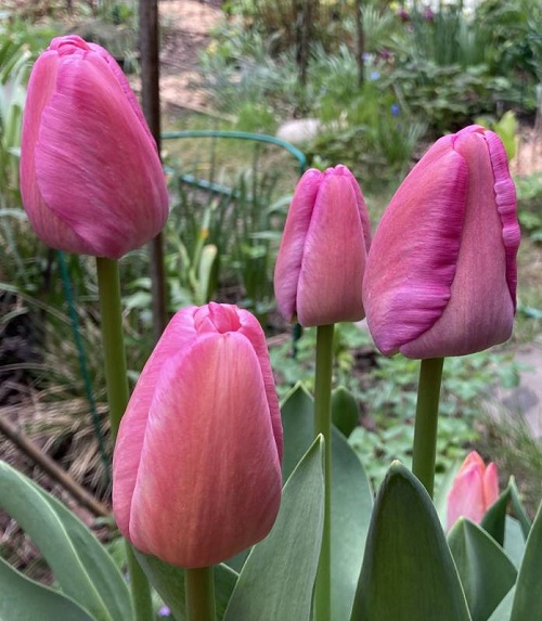 Pink Tulips 29