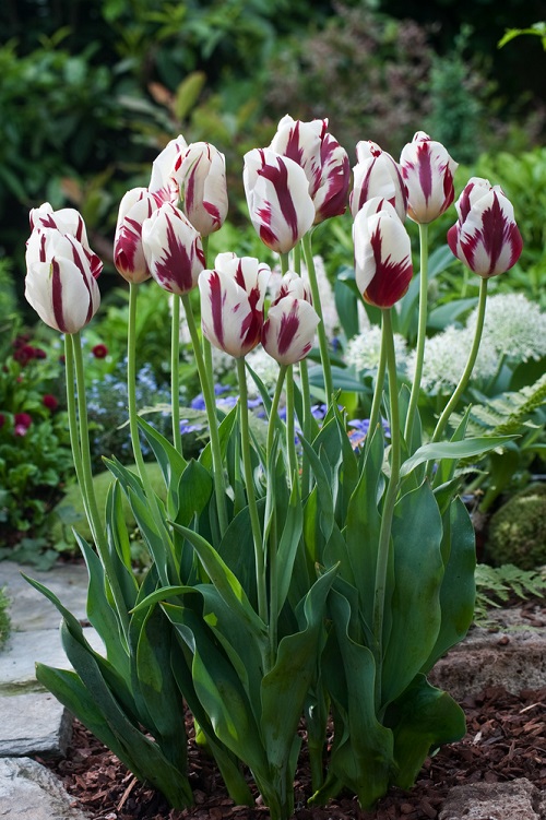 Purple Tulip Varieties 5