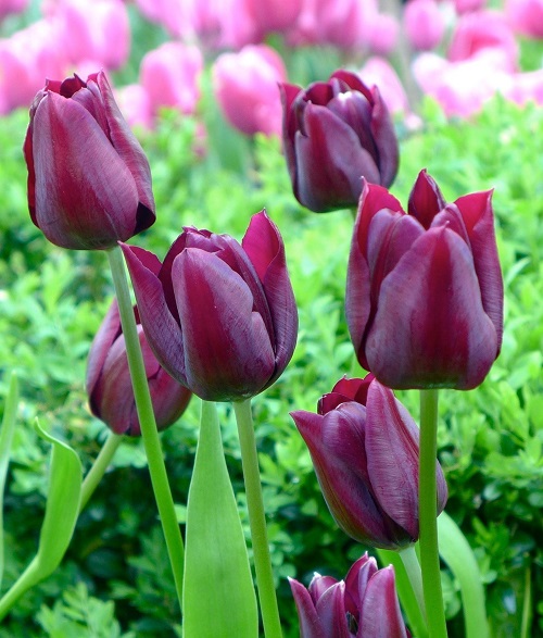 Purple Tulip Varieties 13