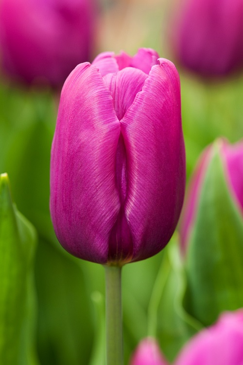 Purple Tulip Varieties 12