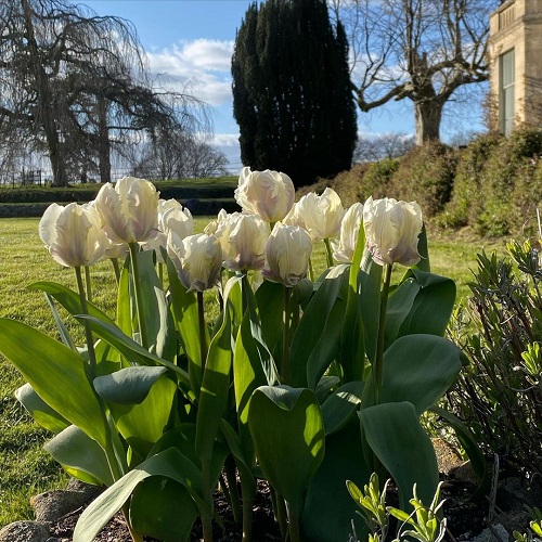 White Tulips 7