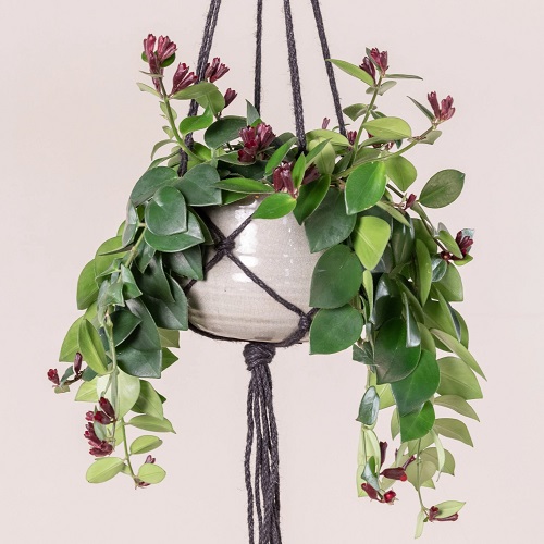 Best Plants For Macrame Hangers 9