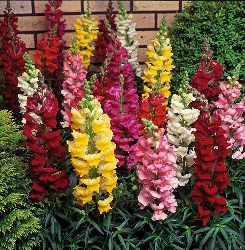 Beautiful Multicolour Flowers 15