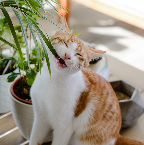 Are Majesty Palms Toxic To Cats? 1
