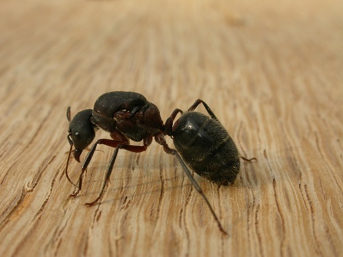 Bugs That Look Like Termites 7