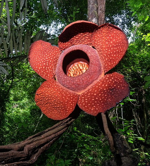 World's Most Ugly Flowers 1