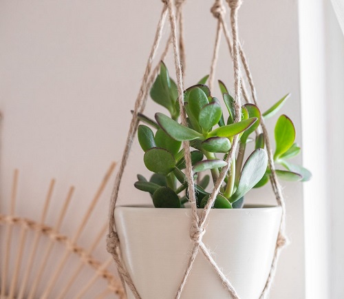 Best Plants For Macrame Hangers 15