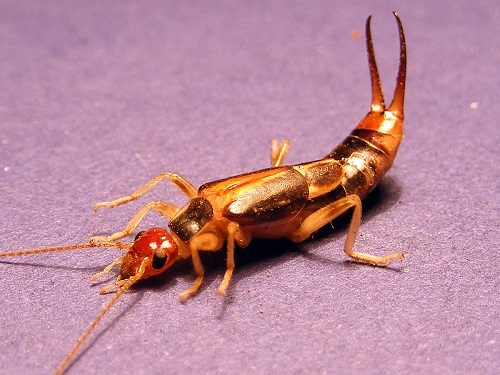 Bugs That Look Like Termites 5