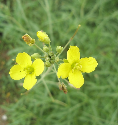 Yellow Flowering Herbs 31