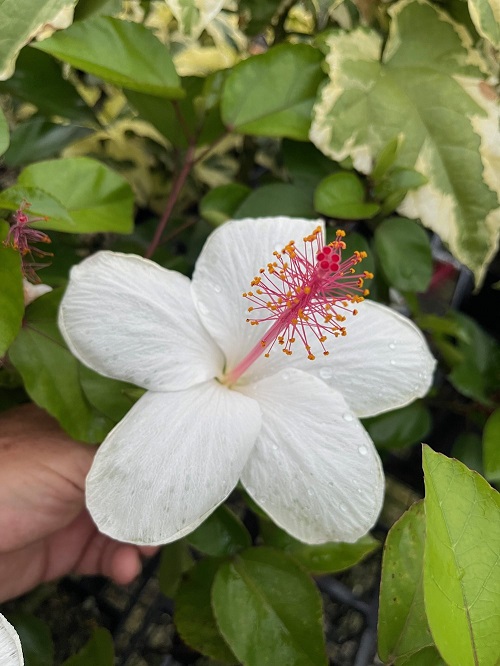 White Hawaiian Flowers 5