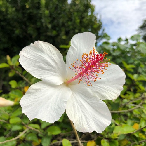 White Hawaiian Flowers 19