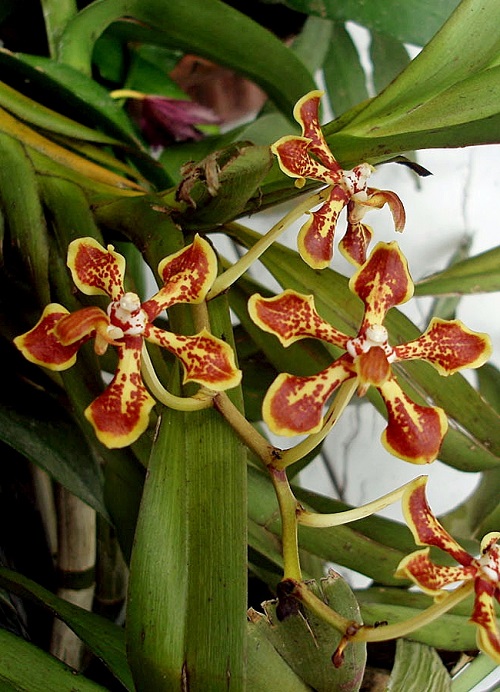 Rare Vanda Orchids 9