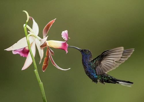 What Animals Eat Orchids 1