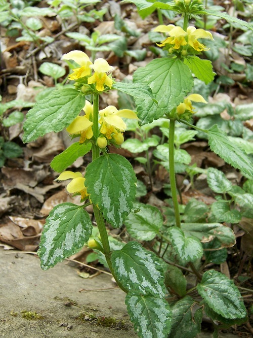 Yellow Flowering Herbs 11