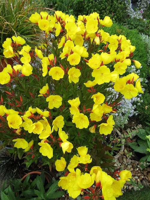 Yellow Flowering Herbs 19