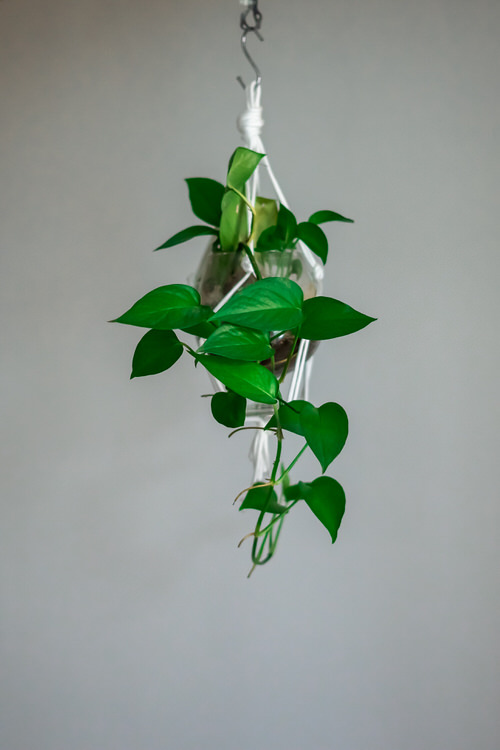 Best Plants For Macrame Hangers 23
