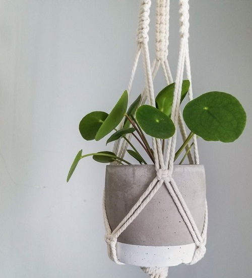Best Plants For Macrame Hangers 7