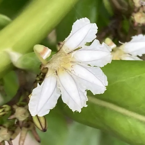 White Hawaiian Flowers 9