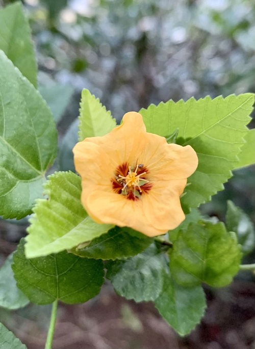Hawaiian Orange Flower Varieties 3
