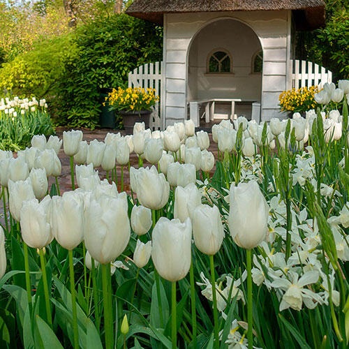 White Tulips 17