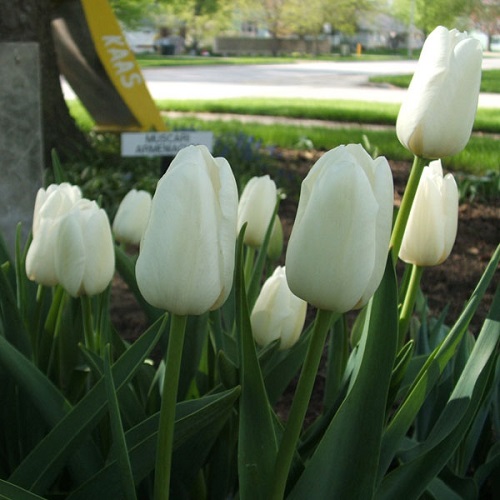 White Tulips 1
