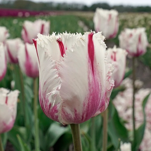 White Tulips 19