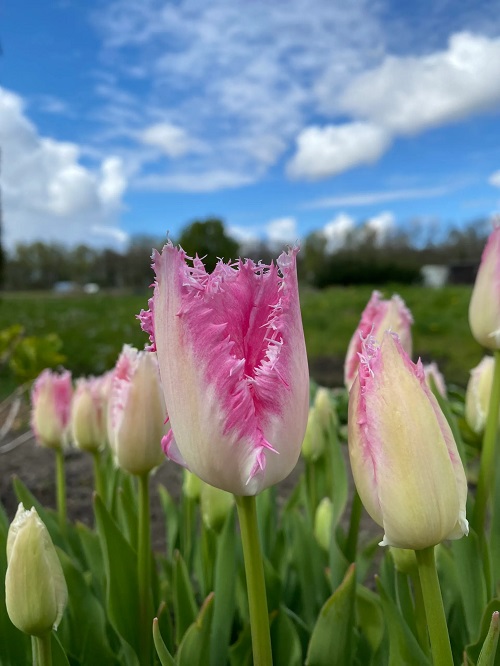 White Tulips 9