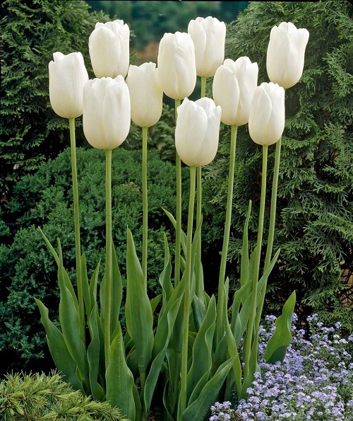 White Tulips 23