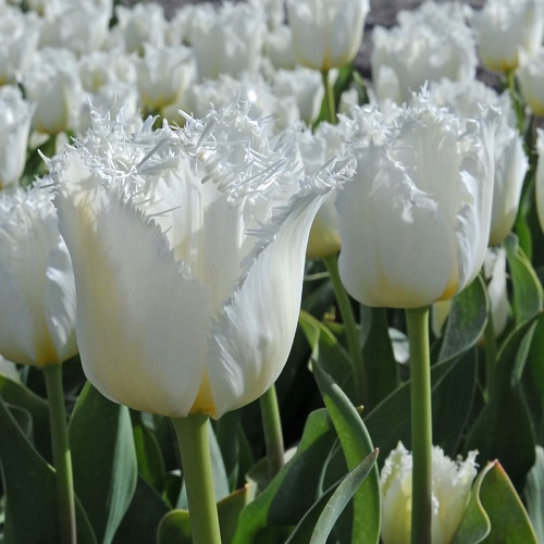 White Tulips 15