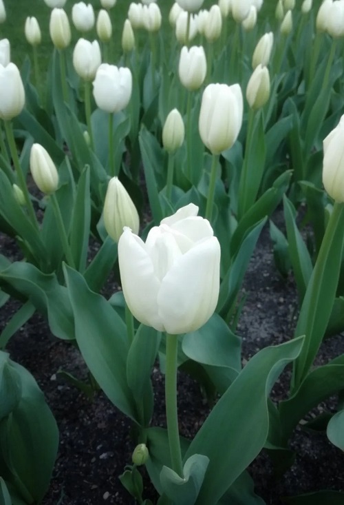 White Tulips 21