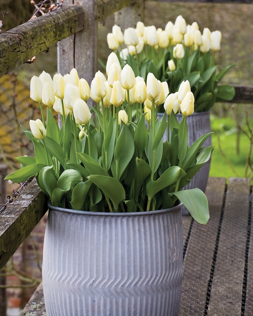 White Tulips 11