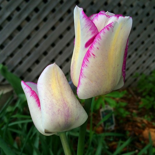 White Tulips 13
