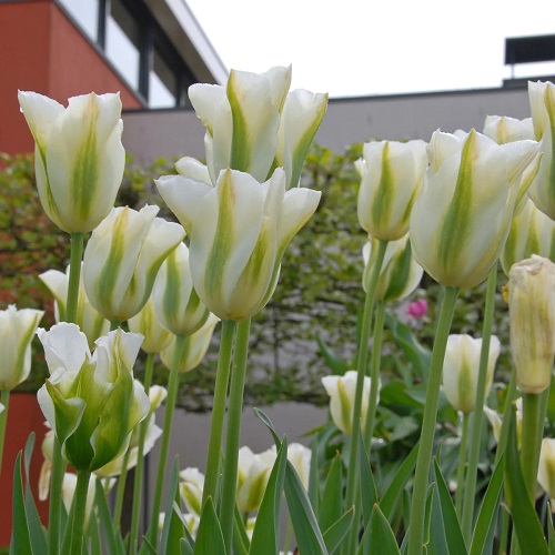 White Tulips 5