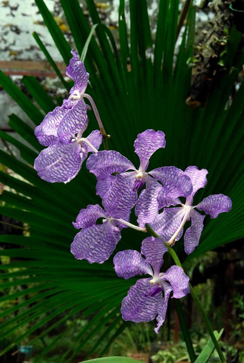 Rare Vanda Orchids 1
