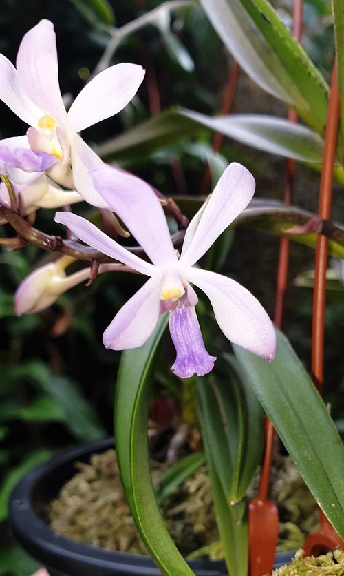 Rare Vanda Orchids 5
