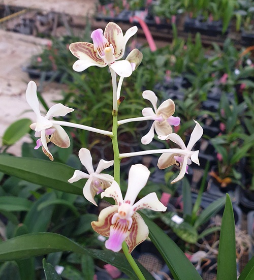 Rare Vanda Orchids 7