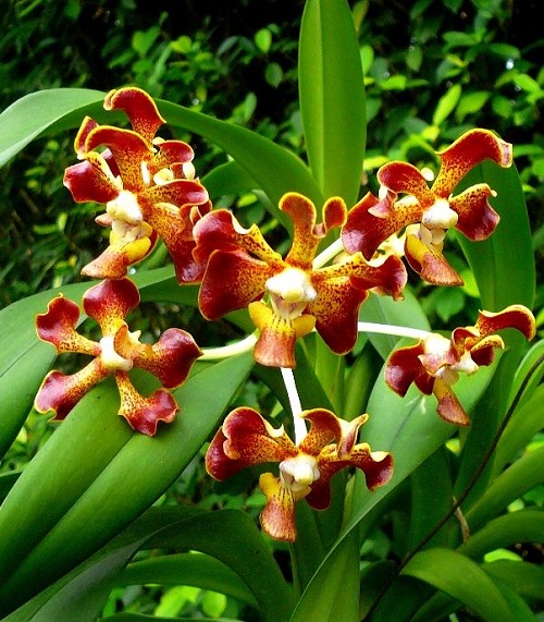 Rare Vanda Orchids