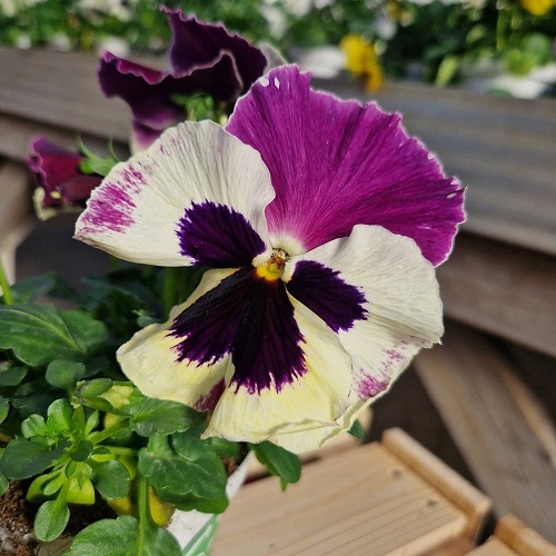 Flower With Purple Center 13