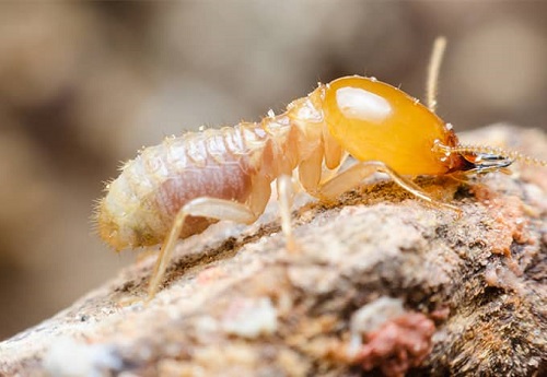 8 Daunting Insects and Bugs That Look Like Termites 1