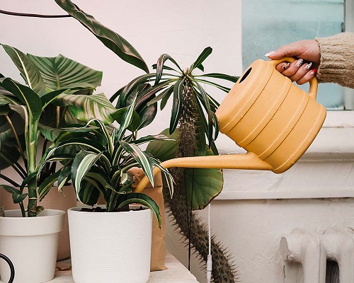 How To Flush Plants Without Overwatering 3