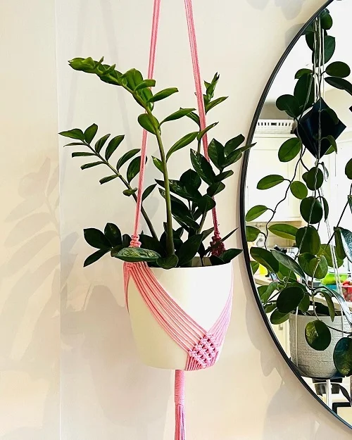Best Plants For Macrame Hangers 5