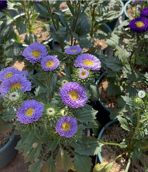 Purple Flowers with Yellow Center 15