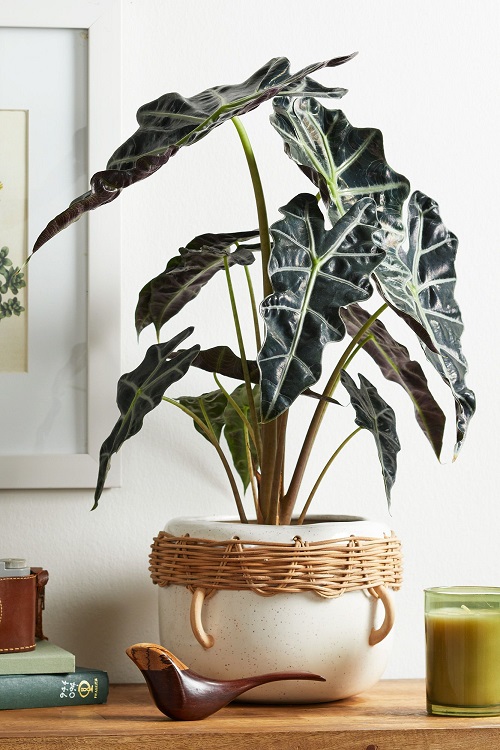 Is Alocasia Toxic To Cats? 1