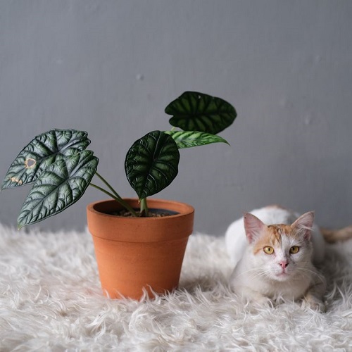 Is Alocasia Toxic To Cats? 3
