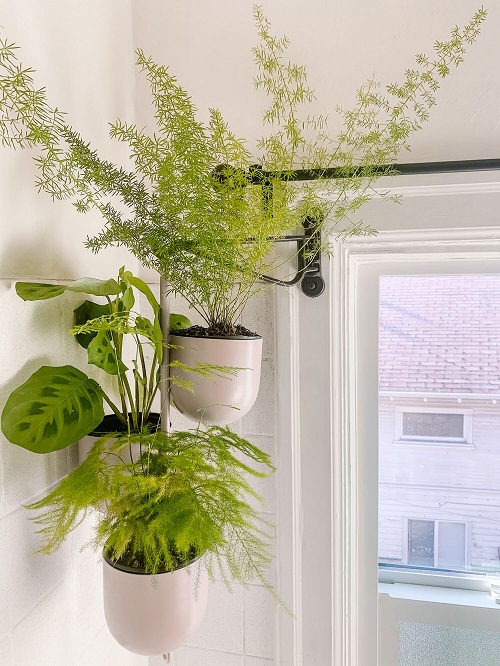 Cleverly Insane Ways to Display Ferns Indoors 23