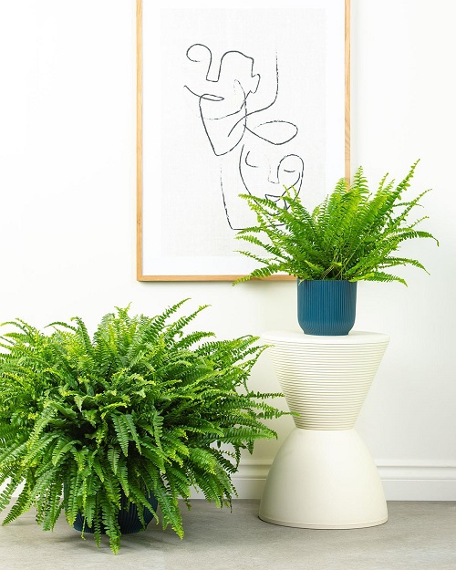 Cleverly Insane Ways to Display Ferns Indoors 7