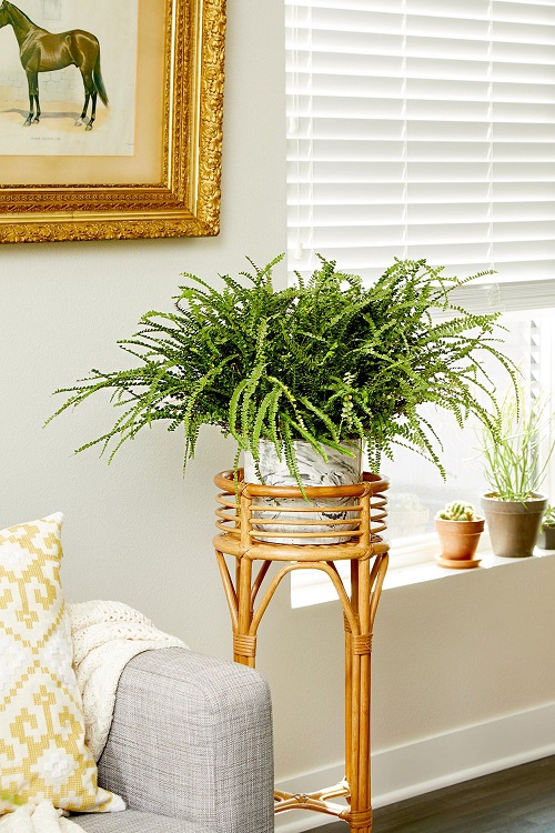 Cleverly Insane Ways to Display Ferns Indoors 9